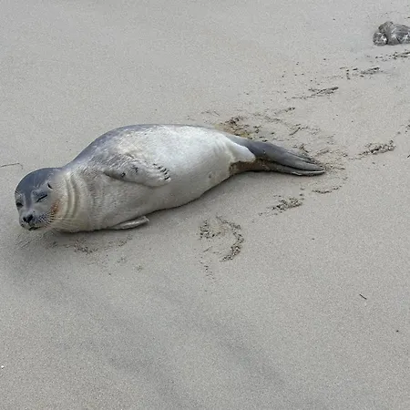 Galiote Apartamento Le Touquet