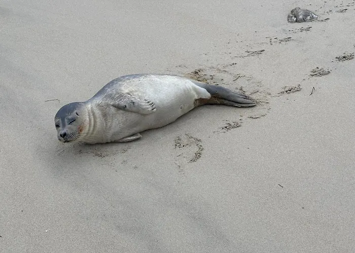 Galiote Apartamento Le Touquet